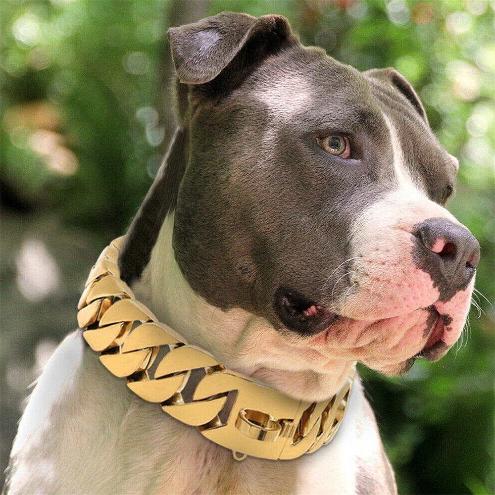 32mm Gold Dog Chain Collar